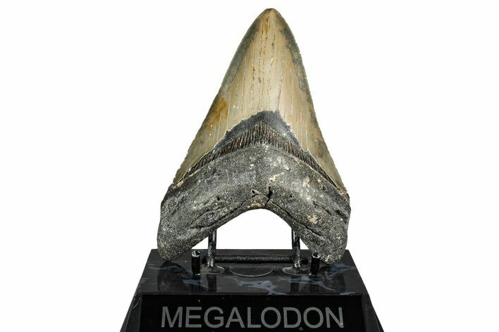 Fossil Megalodon Tooth - North Carolina #338596